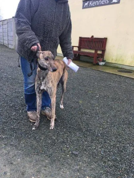 26943614 1635293259895604 130729472 n