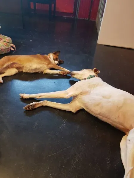 26993688 10156123059531255 80451073454431418 n