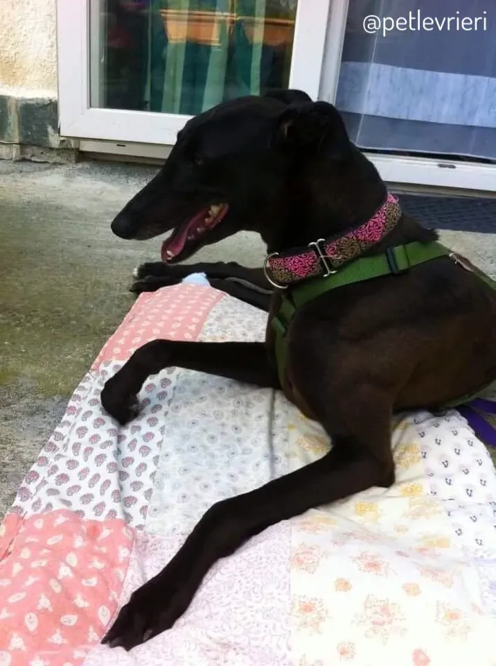 26  Rosie petlevrieri mercatodellacarne cina macao onlus