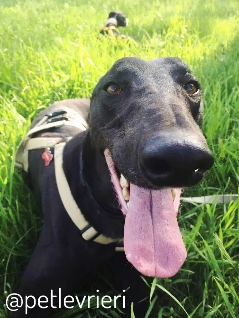 26 Doodle Greyhound rescue petlevrieri petlevrierionlus foster progettofoster
