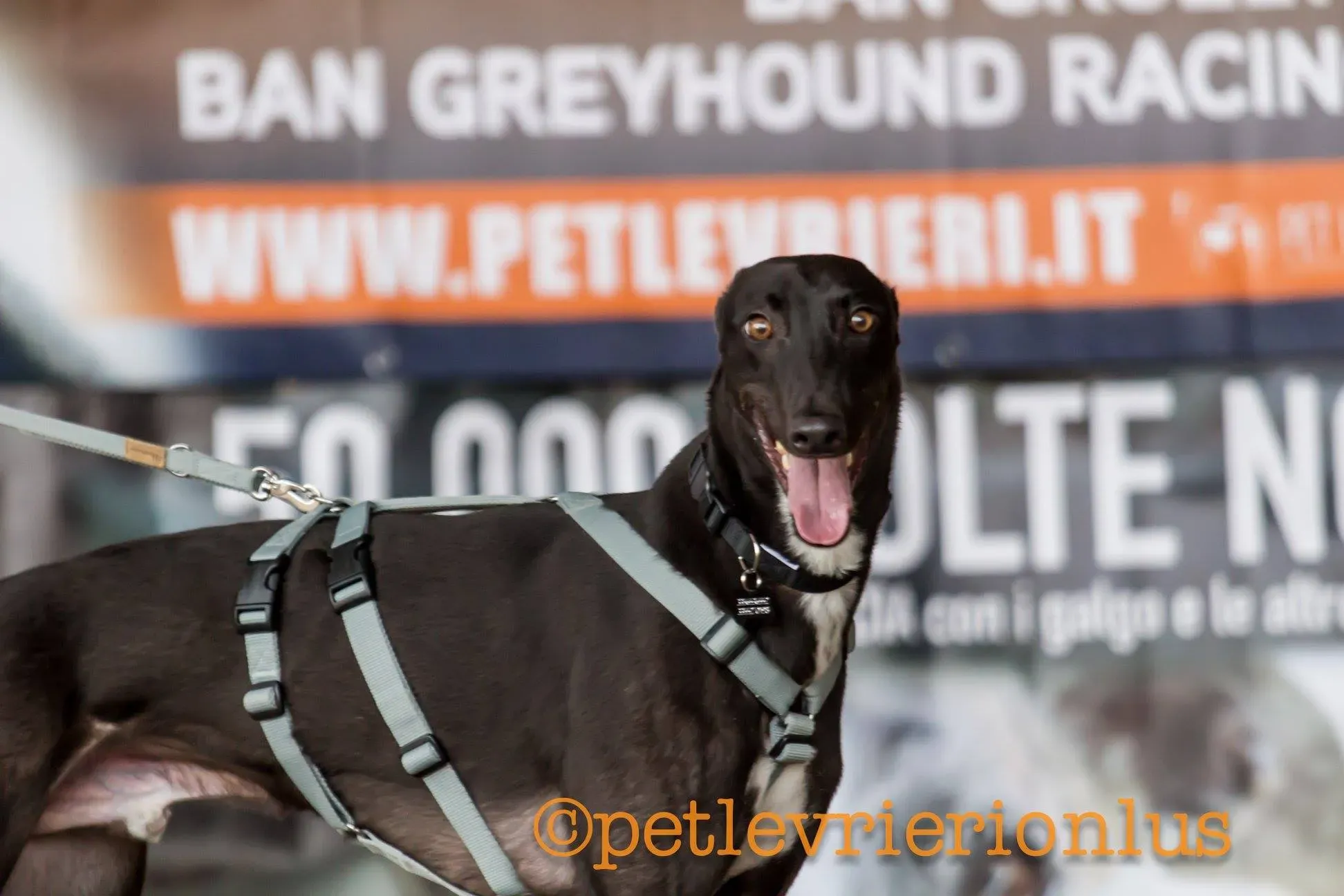 26 Jerry Greyhound rescue petlevrieri petlevrierionlus foster progettofoster
