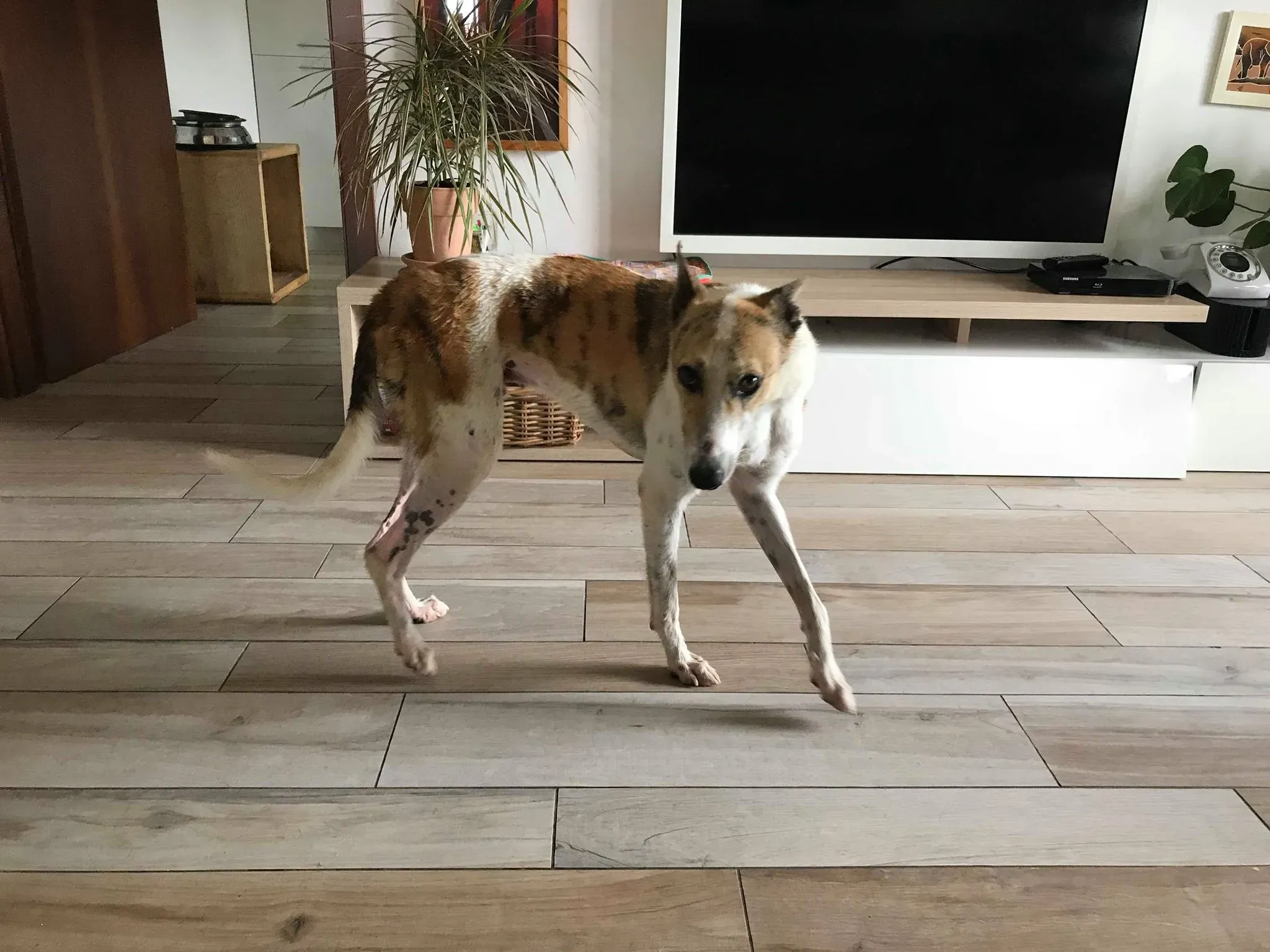 26 Sam whippet petlevrieri petlevrierionlus salvatomercatodellacarne Foster progettofoster.JPG