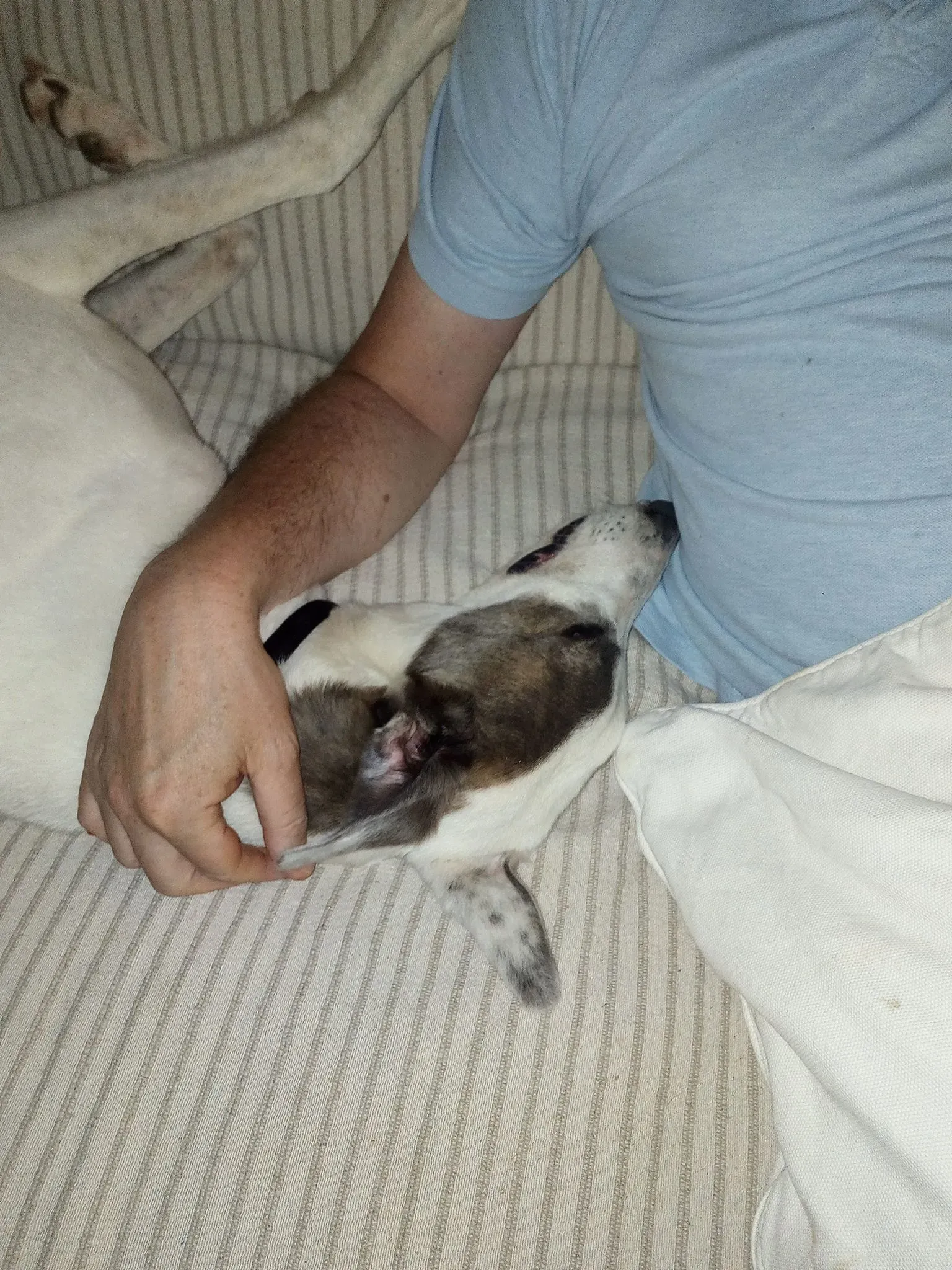 26 Spark Greyhound rescue petlevrieri petlevrierionlus foster progettofoster