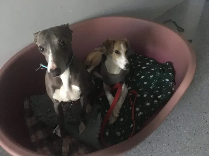 27024176 2021534654530890 5487317927349599788 o