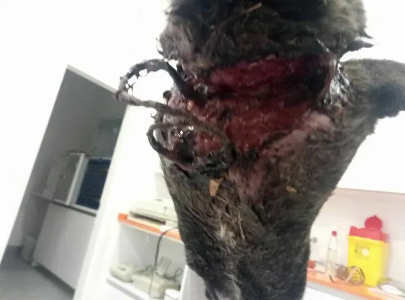 27072522 2101741340062419 7061561224688581825 n