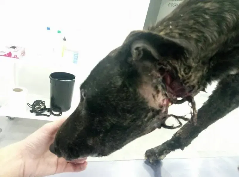 27072672 2101741076729112 7546091803715151600 n