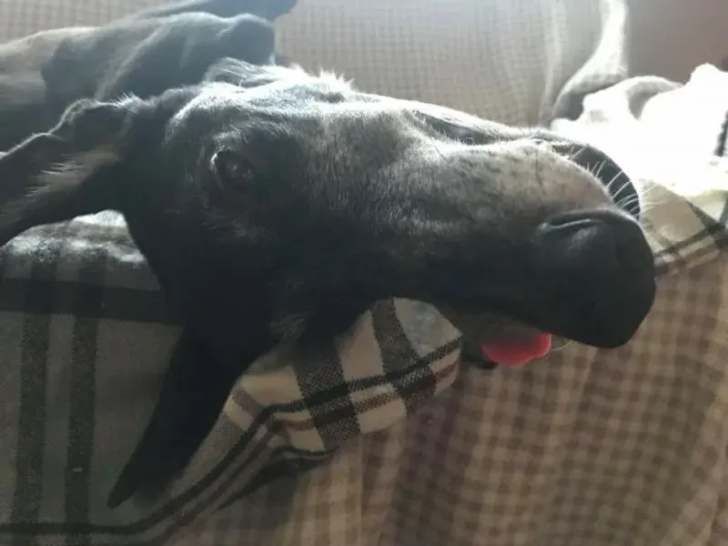 27073384 1575424362565693 4149800640497587178 n 1