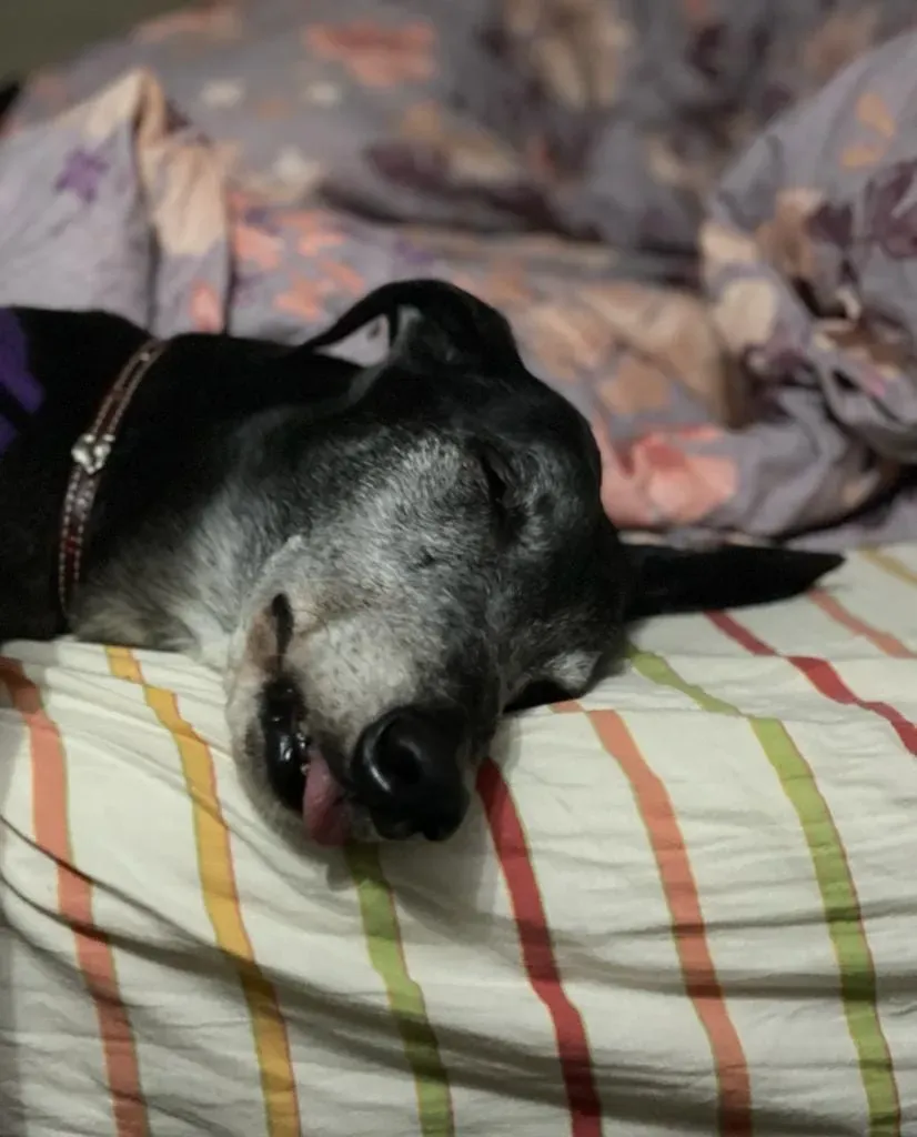 271590063 10224192893067861 3304503370818238760 n