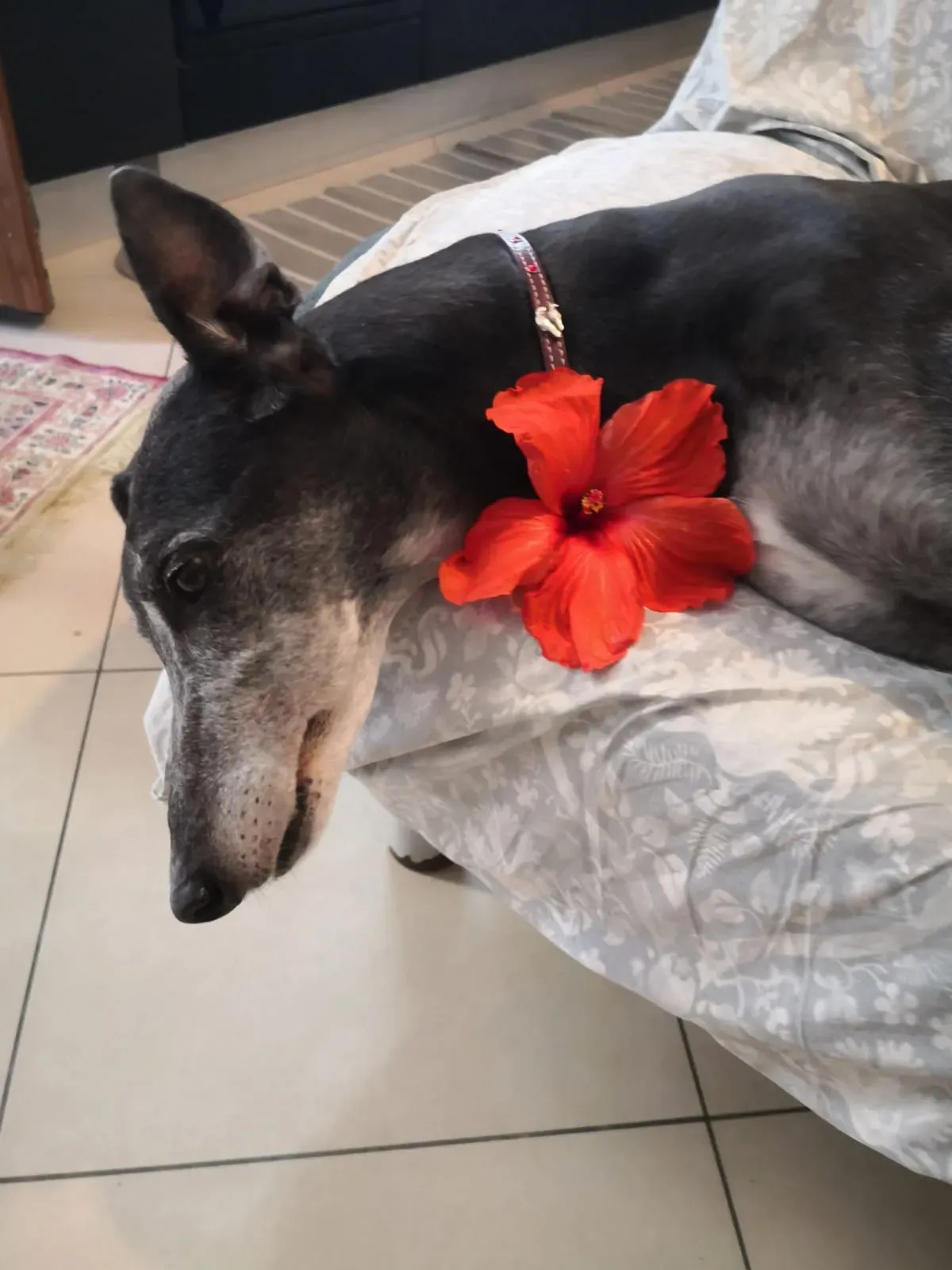 271647688 10224192895347918 383442342526723852 n