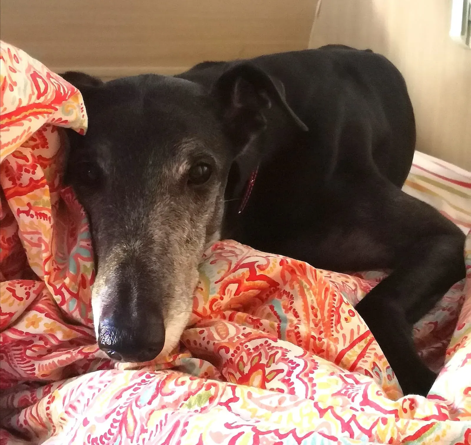 271653490 10224192895787929 4995426053770812882 n