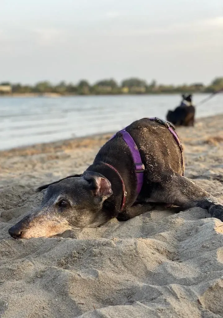 271720410 10224192894387894 5385960447533745926 n