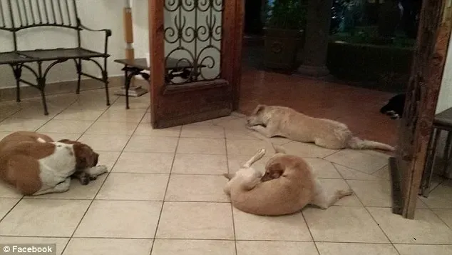 271F2A8900000578 3017369 image a 47 1427675453696