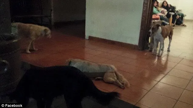 271F2A8D00000578 3017369 image a 52 1427675532723