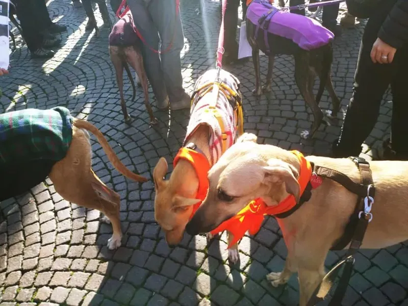 27336353 1796024420699009 3065693790698253446 n