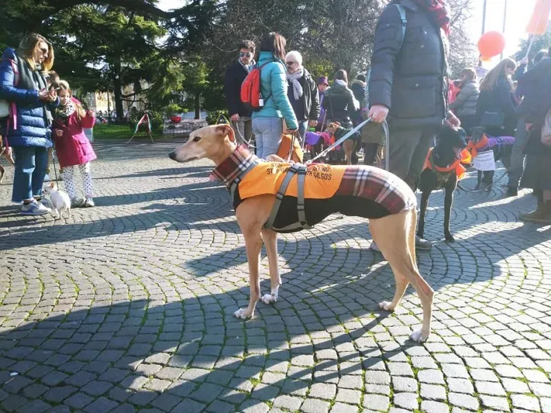 27336653 1796024310699020 5807660819156293675 n