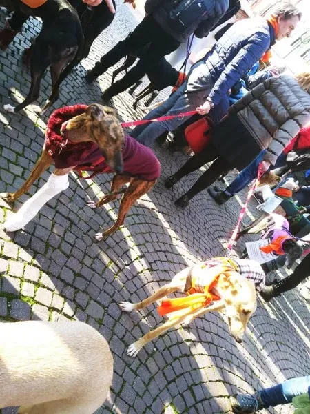 27337122 1796024480699003 6302100736607813218 n