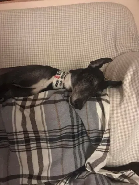 27458916 1575424345899028 6175669567213831775 n 1