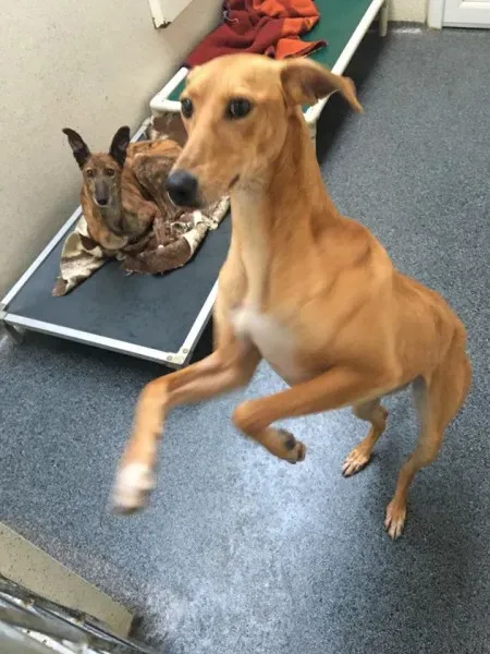 27459099 2032594163424939 5444071481474284496 n