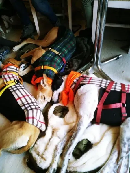 27459951 1796024647365653 8782466965820234263 n