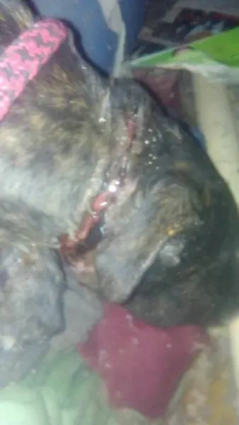 27459966 2101741136729106 6000942503637655695 n