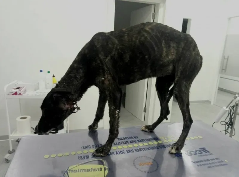 27460033 2101741046729115 4753341309594118121 n