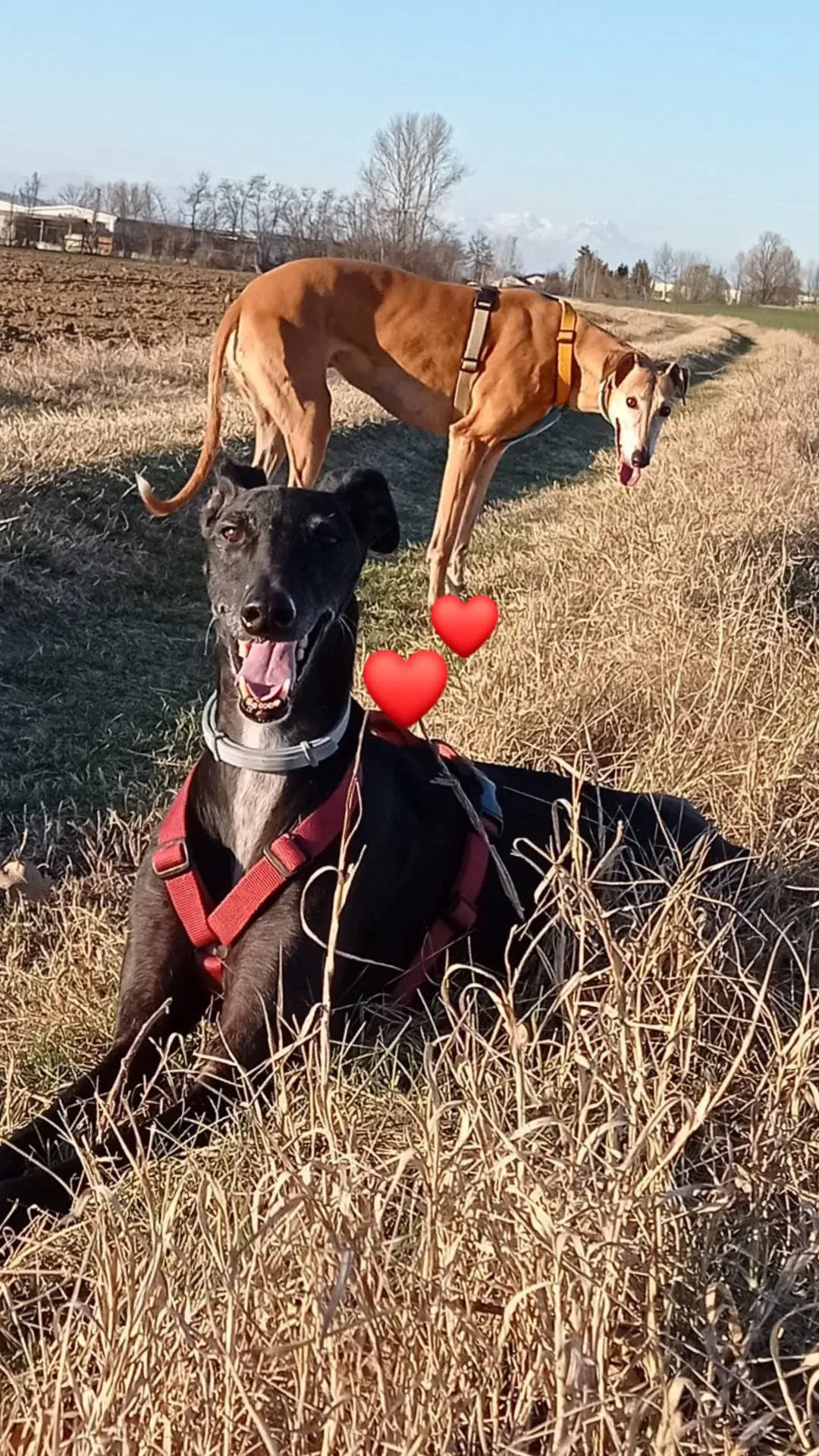 274700699 3034386870144856 6196901225263093901 n