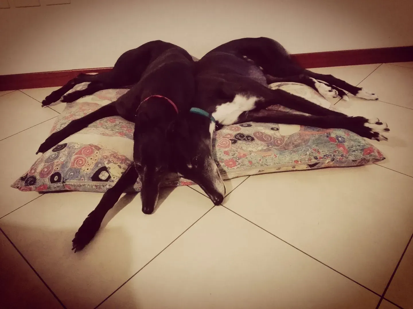 27501046 10213224221057916 9052803888649723394 o