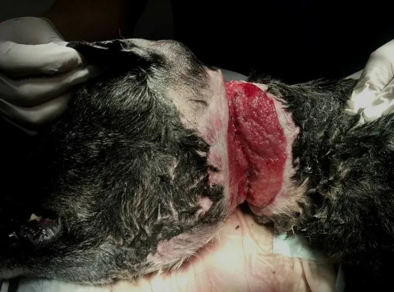 27540009 2101741246729095 41026569821754591 n