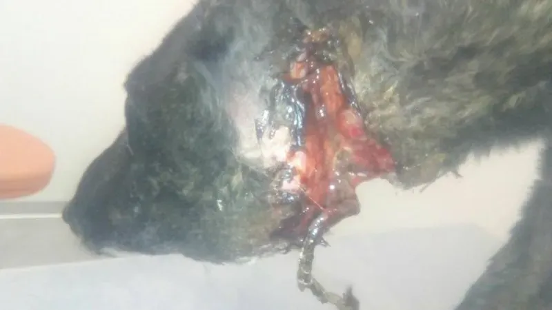 27540428 2101741190062434 2915755728005270978 n