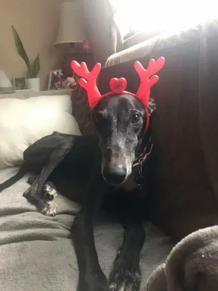 27540730 1575424389232357 3350523648598249186 n