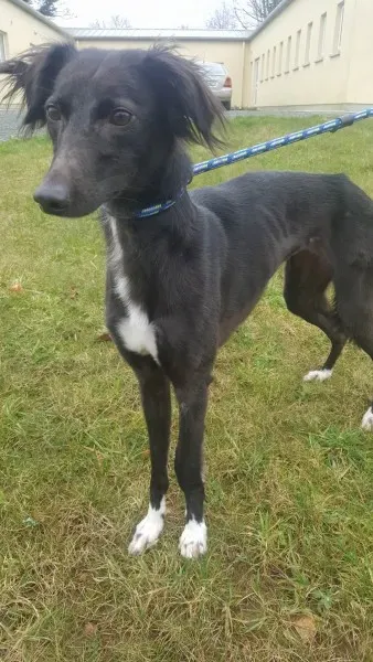 27653452 1553592354724687 1710783233 o