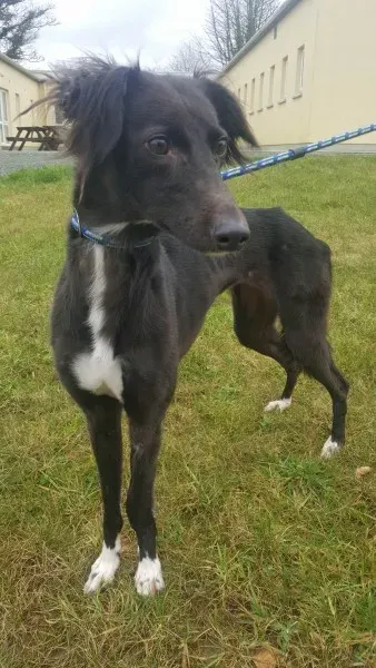 27707210 1553592328058023 1882673445 o