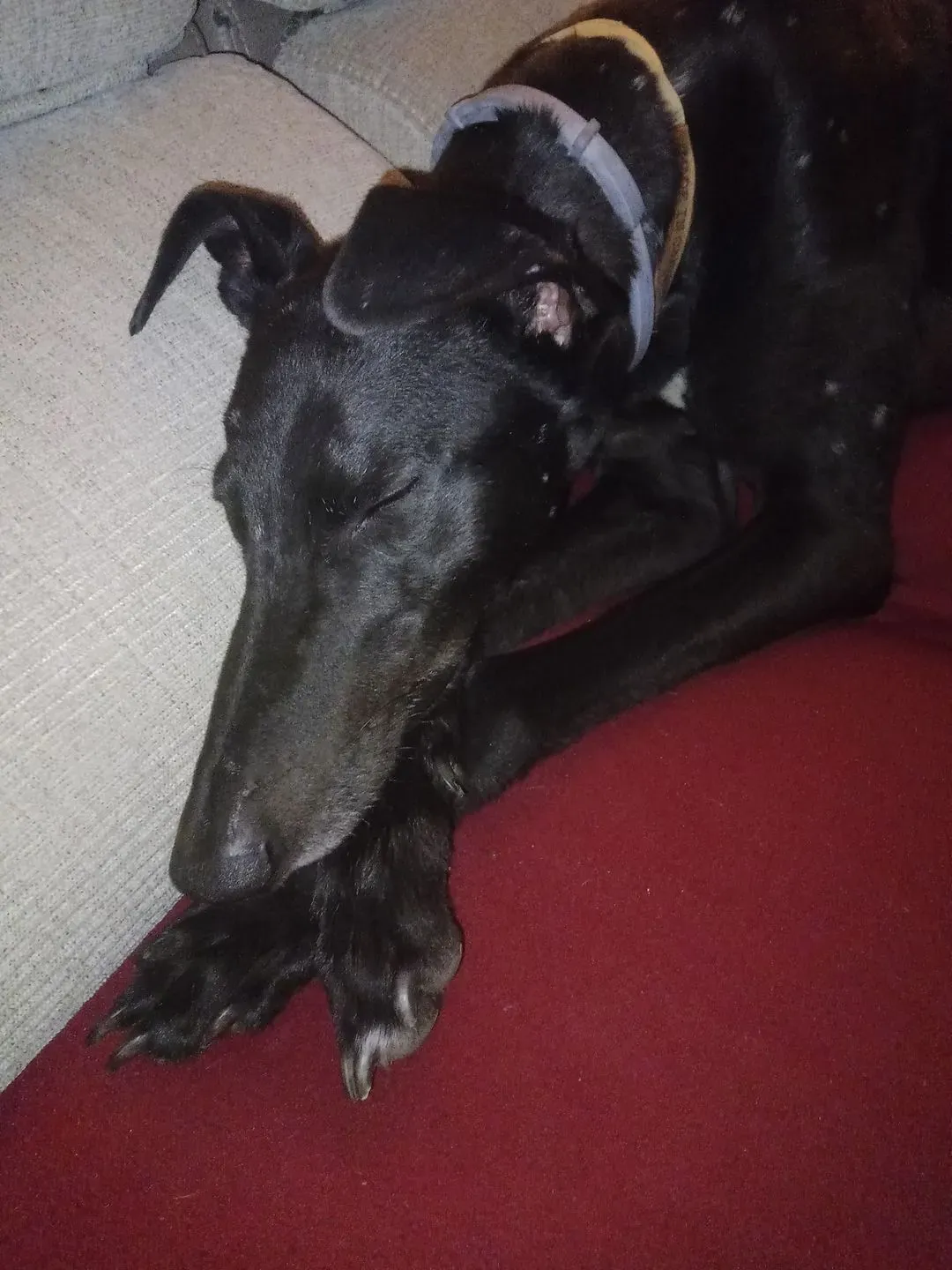 277098374 10228480317180744 8428814494528054117 n