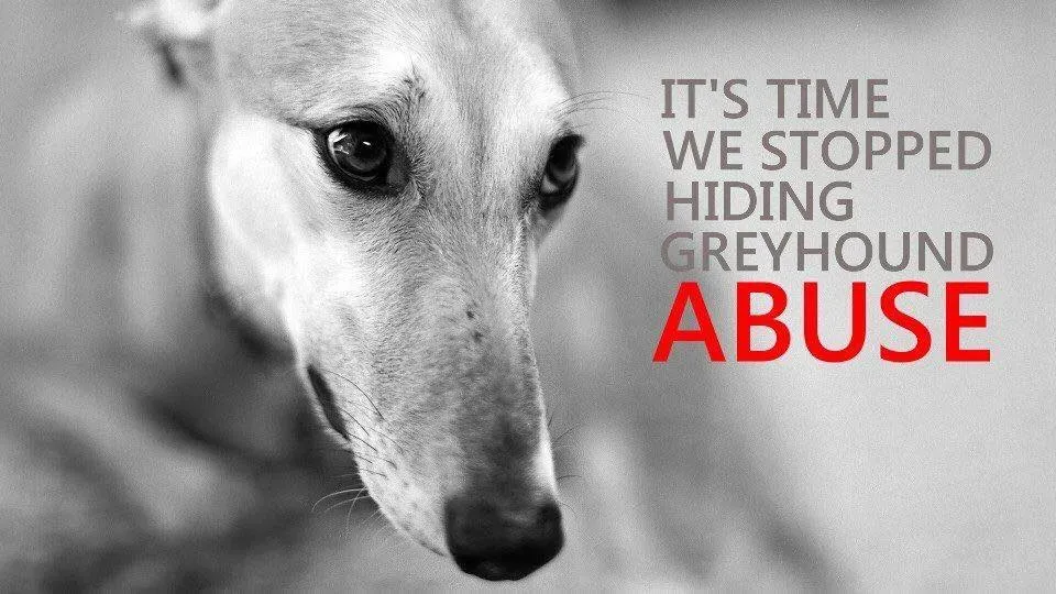 27752612 2041552485873579 3050757559879033615 n