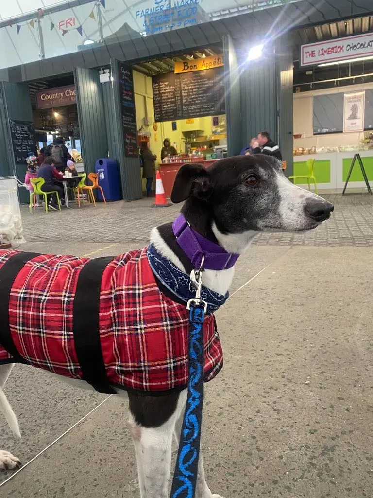 277826577 4922487931166431 6683640095440559431 n