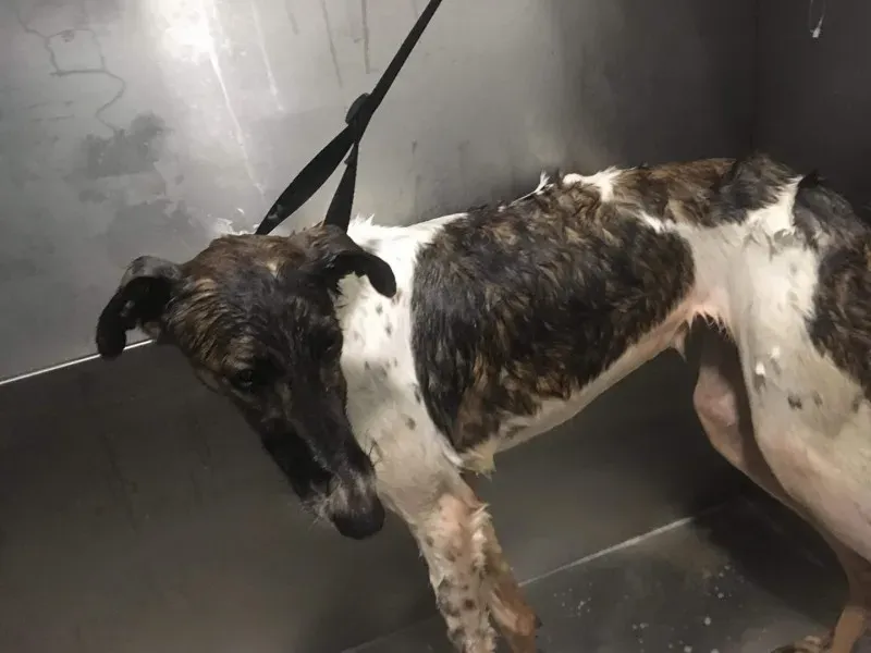 27993009 2055569404460748 2328474022480736658 o