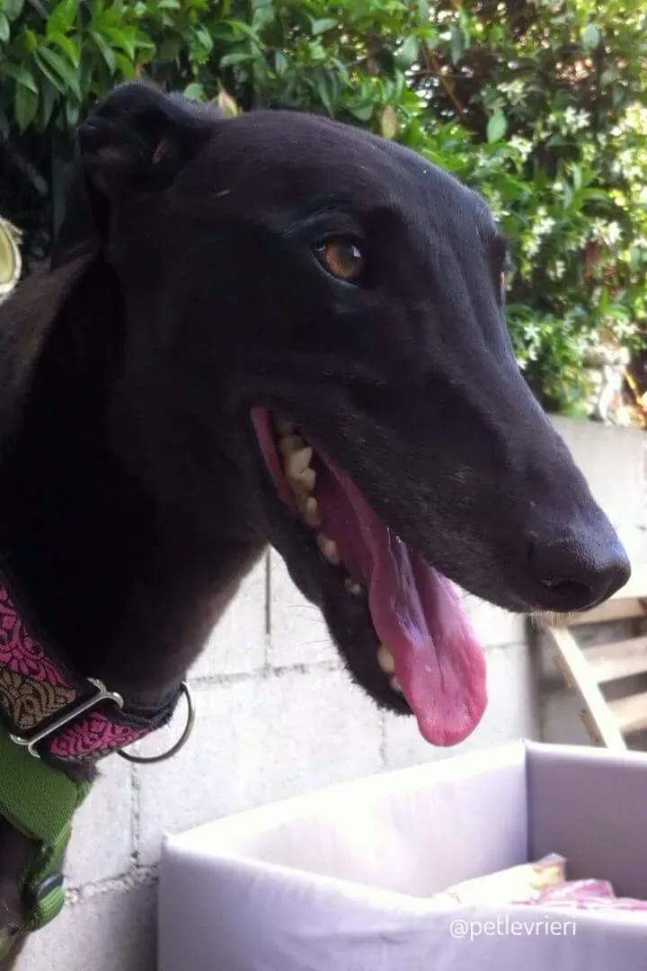 27  Rosie petlevrieri mercatodellacarne cina macao onlus