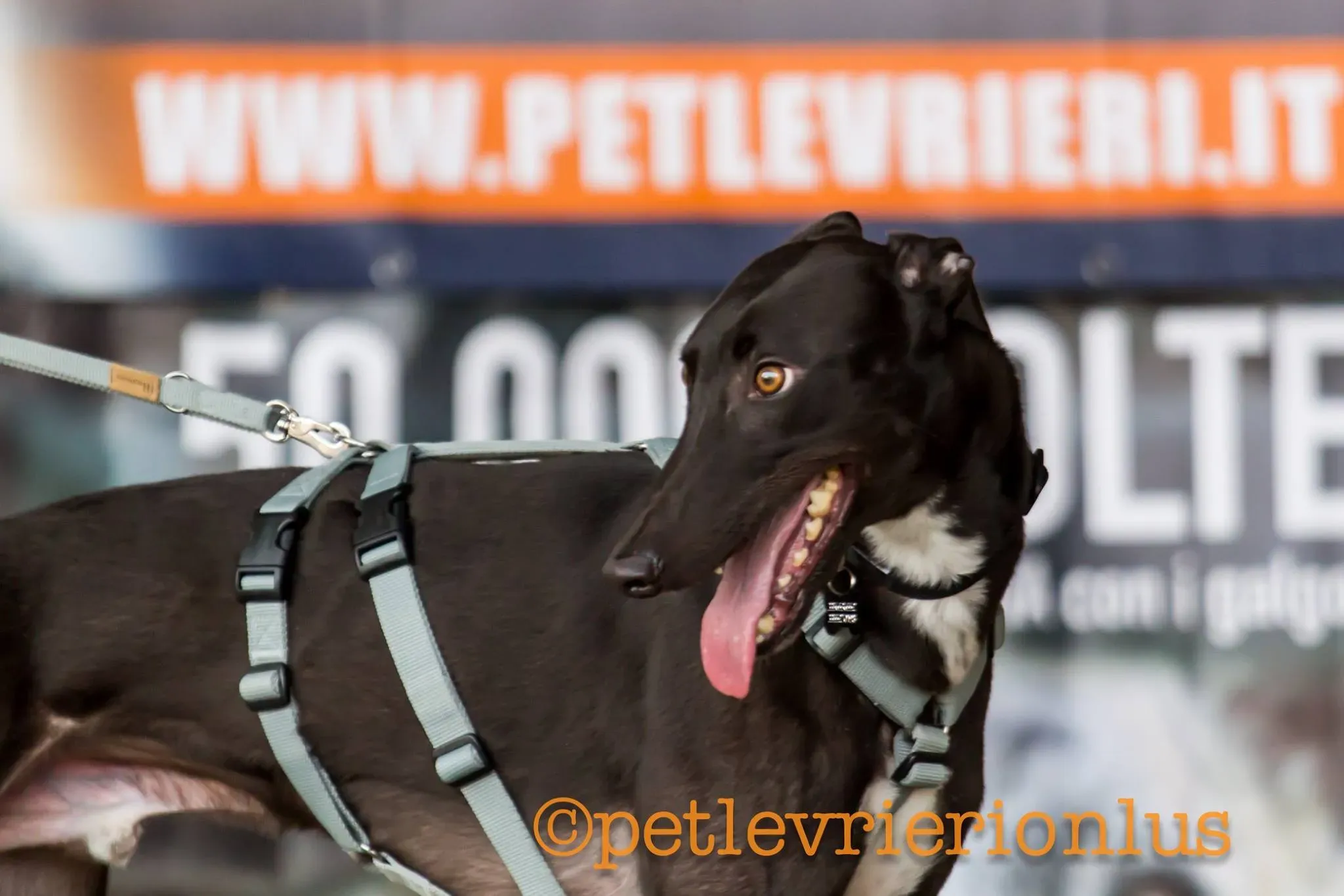 27 Jerry Greyhound rescue petlevrieri petlevrierionlus foster progettofoster