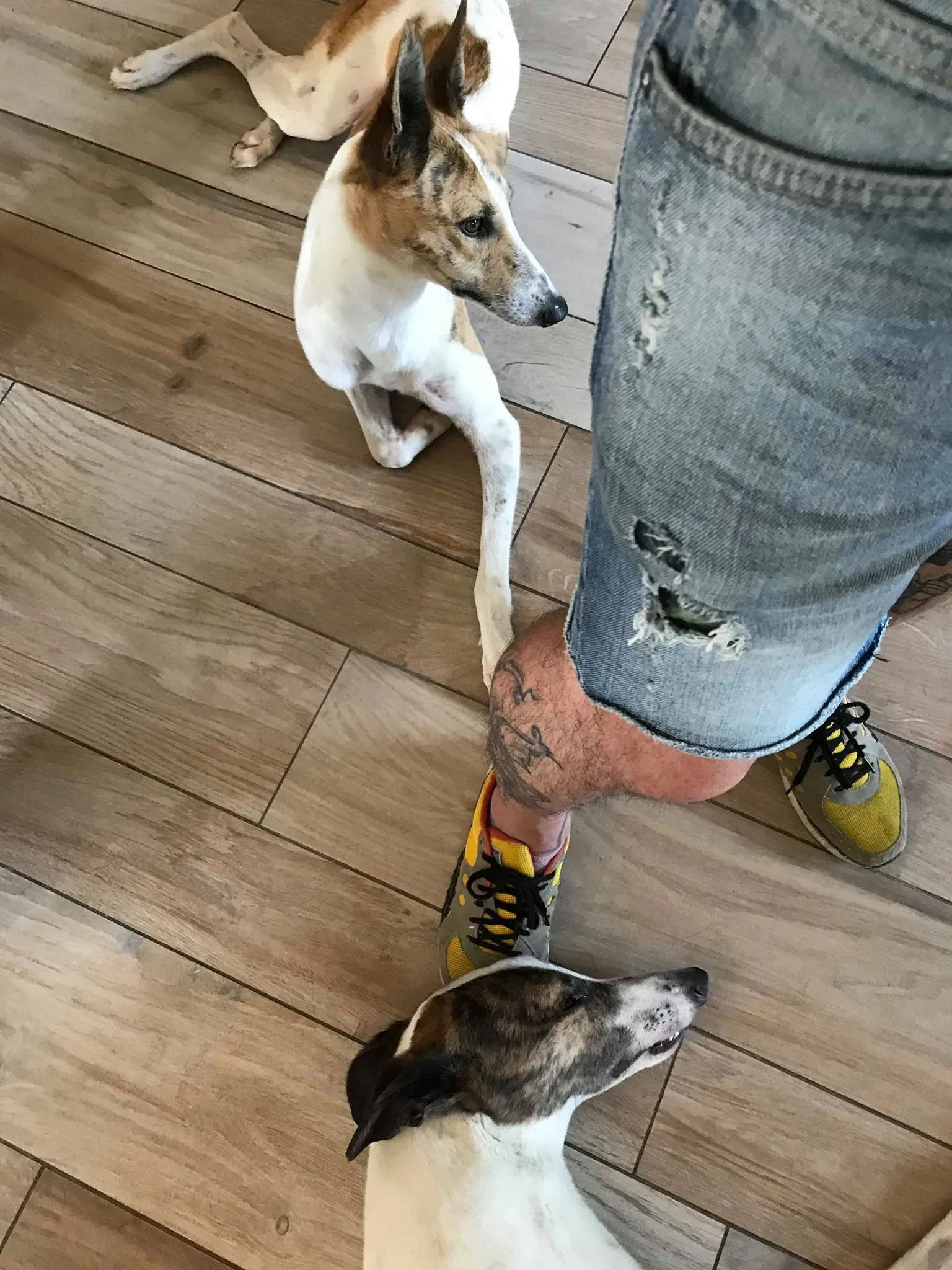 27 Sam whippet petlevrieri petlevrierionlus salvatomercatodellacarne Foster progettofoster.JPG