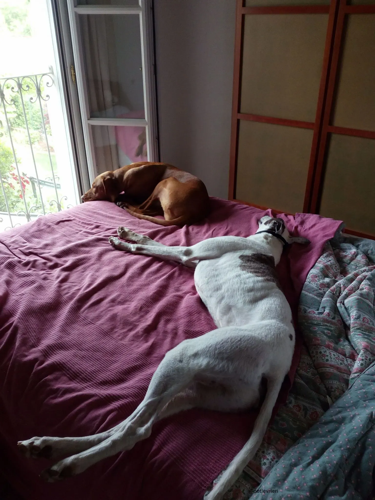 27 Spark Greyhound rescue petlevrieri petlevrierionlus foster progettofoster