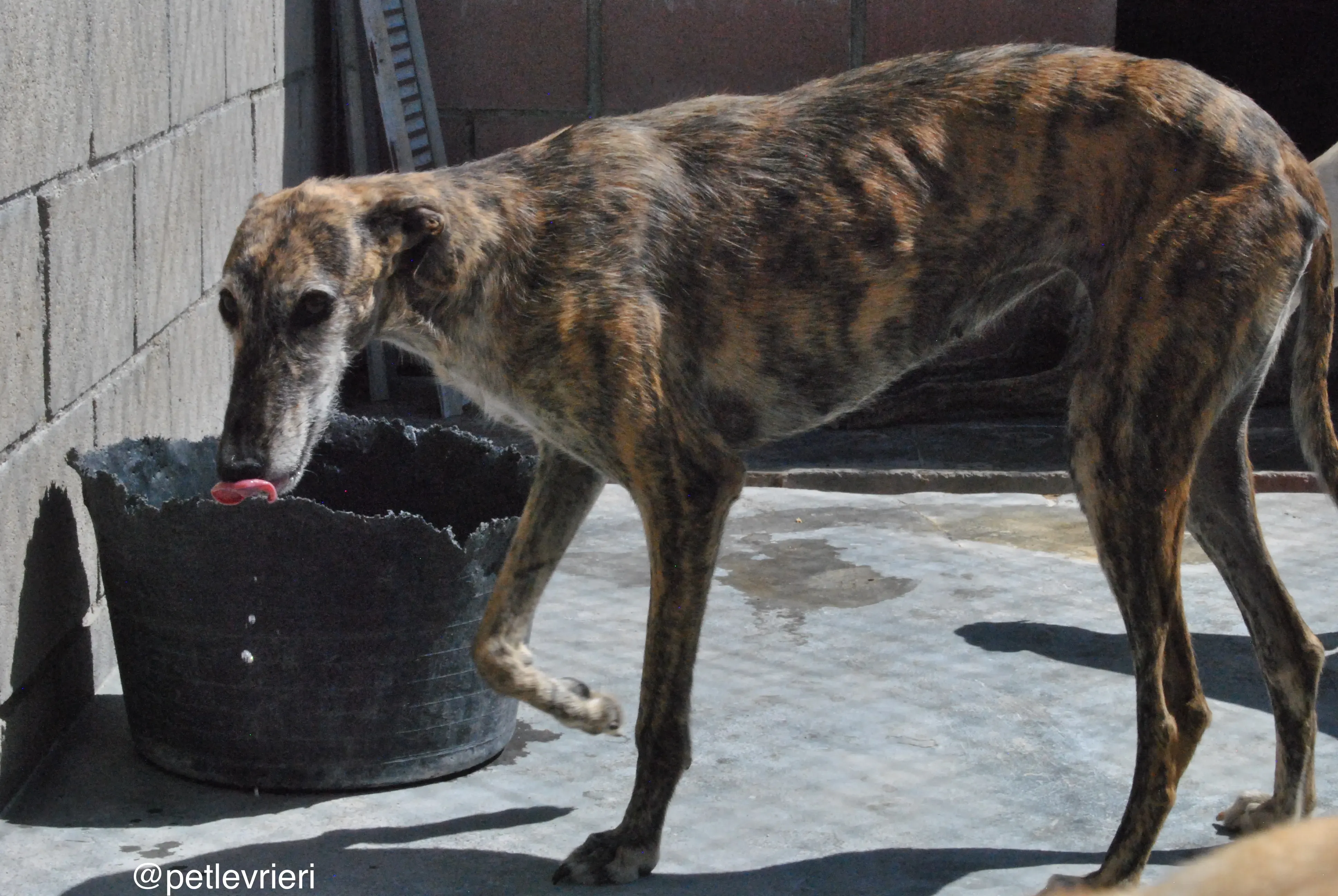 27 lala adozione galgo quarantena