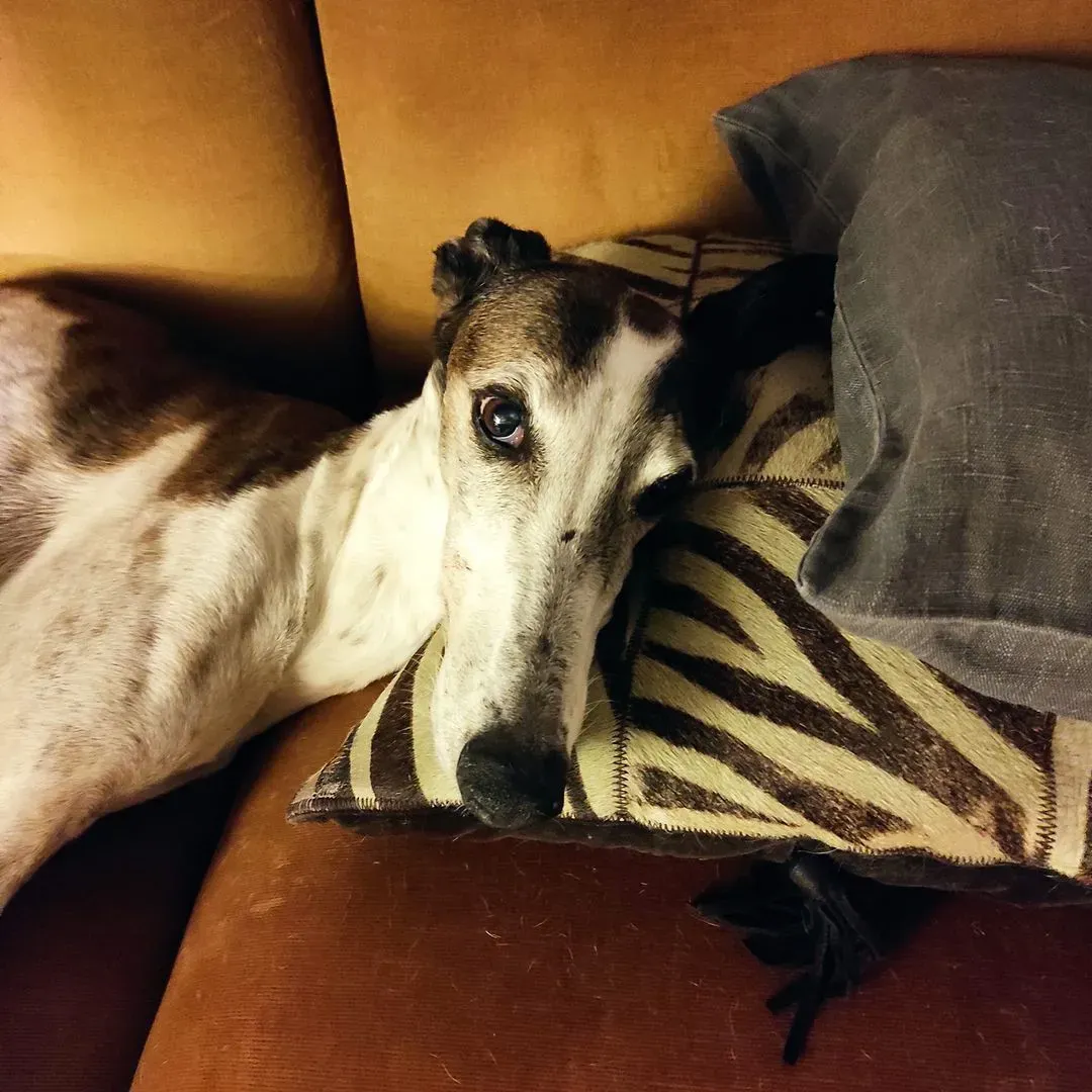 286223348 2961608247470408 5031785362849814612 n