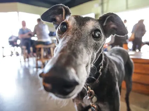 28783510 1790602251246765 5144298734187951632 n 5