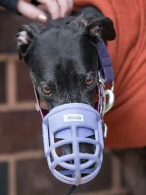 28783510 1790602251246765 5144298734187951638 n