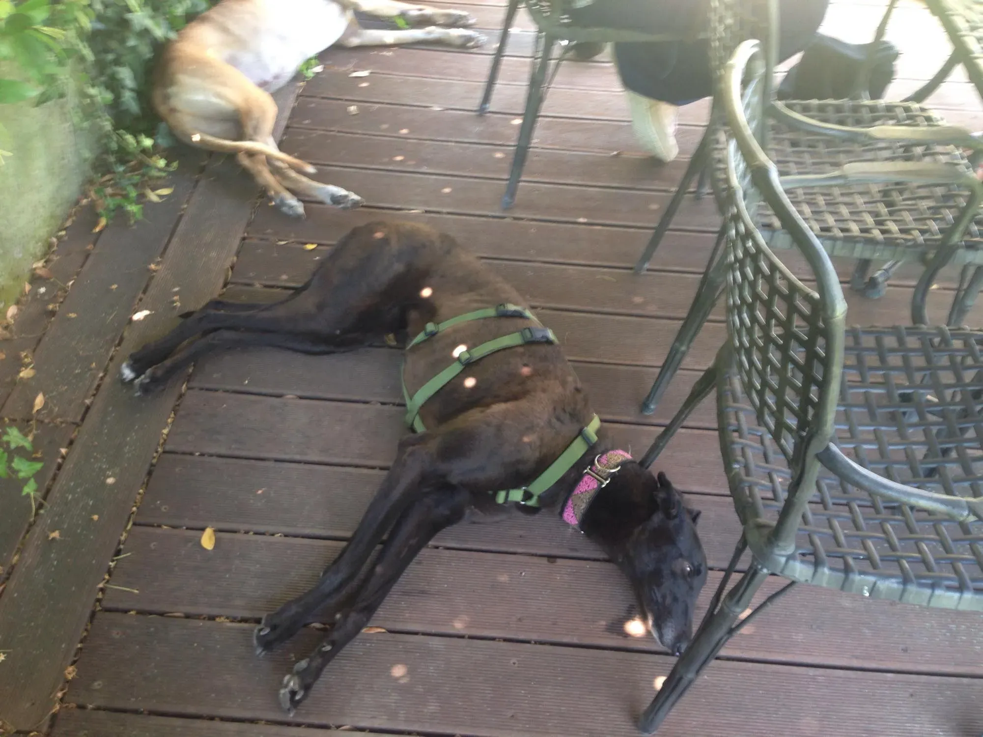 28  Rosie petlevrieri mercatodellacarne cina macao onlus