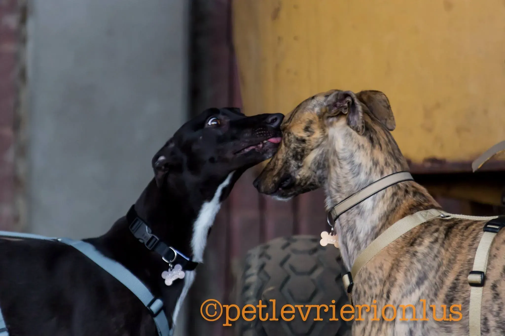 28 Jerry Greyhound rescue petlevrieri petlevrierionlus foster progettofoster