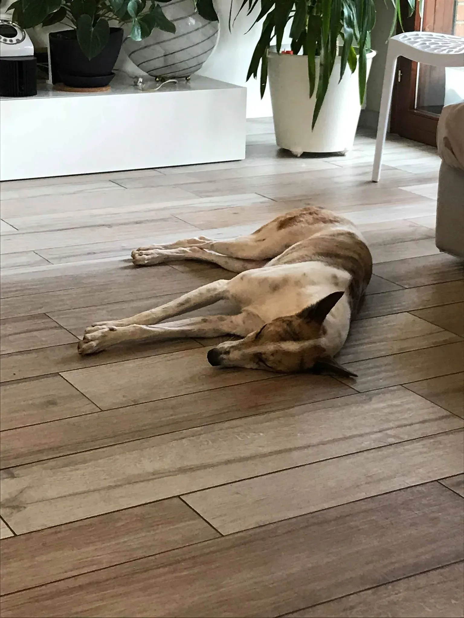 28 Sam whippet petlevrieri petlevrierionlus salvatomercatodellacarne Foster progettofoster.JPG