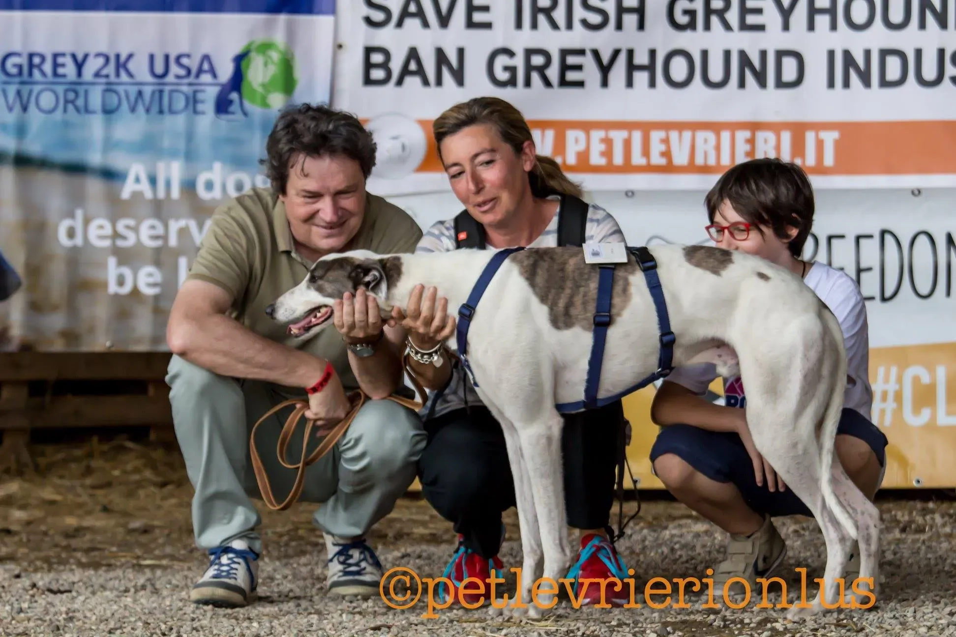 28 Spark Greyhound rescue petlevrieri petlevrierionlus foster progettofoster