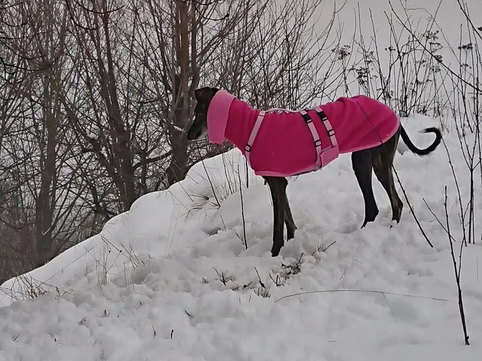 29025550 1847359361954411 3881954071303465212 n