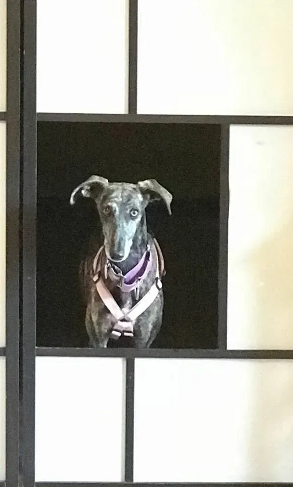 29026460 1847359115287769 1448247075972836358 n